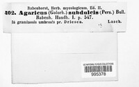 Lactarius subdulcis image